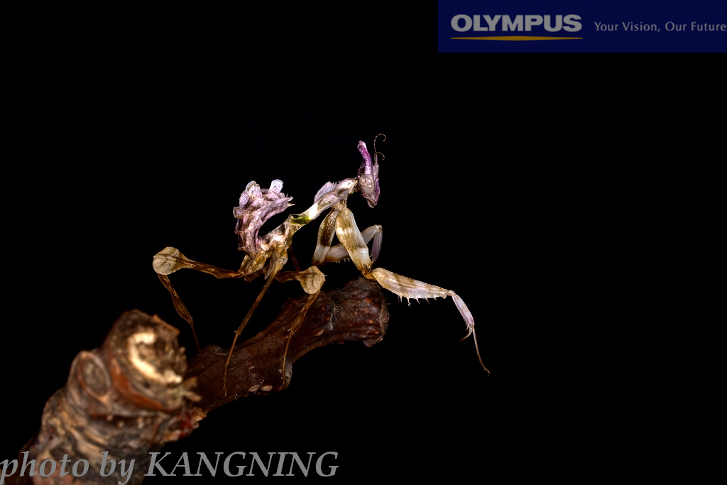 魔花螳螂的身体五彩斑斓,红,白,蓝,紫,黑纵横交错,艳丽无比,不过,如此