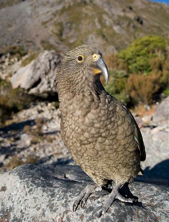  p>啄羊鹦鹉(学名: i>nestor notabilis /i>)是新西兰南岛上的一种