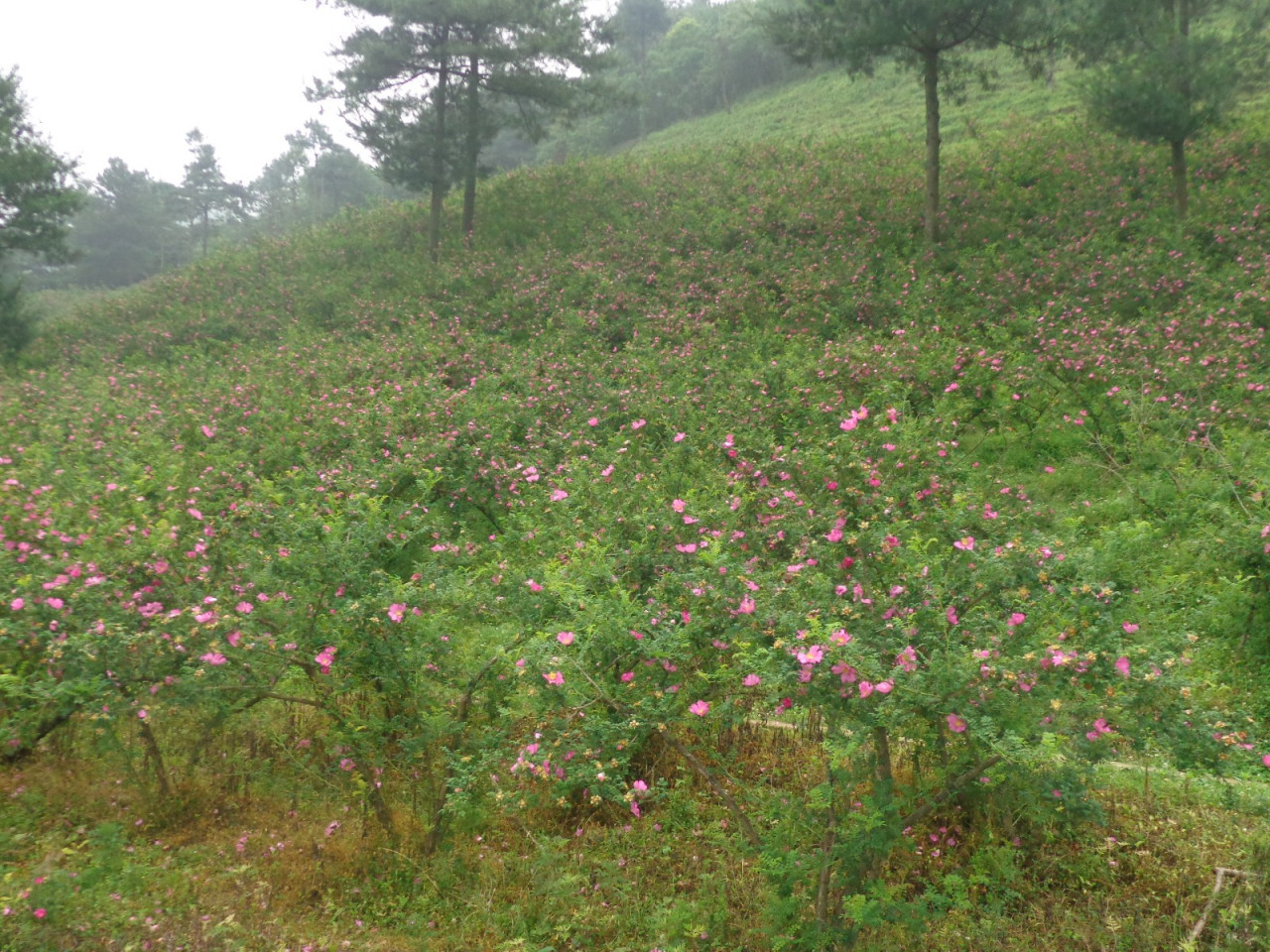 龙里刺梨_百度百科