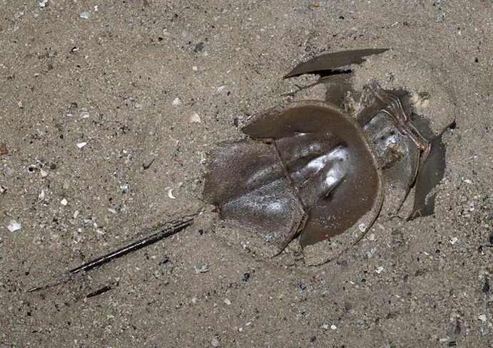  p>圆尾蝎鲎(学名: i>carcinoscorpius rotundicauda /i>):鲎科,蝎鲎