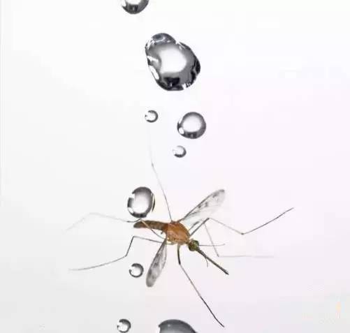 为什么蚊子不会被雨砸死