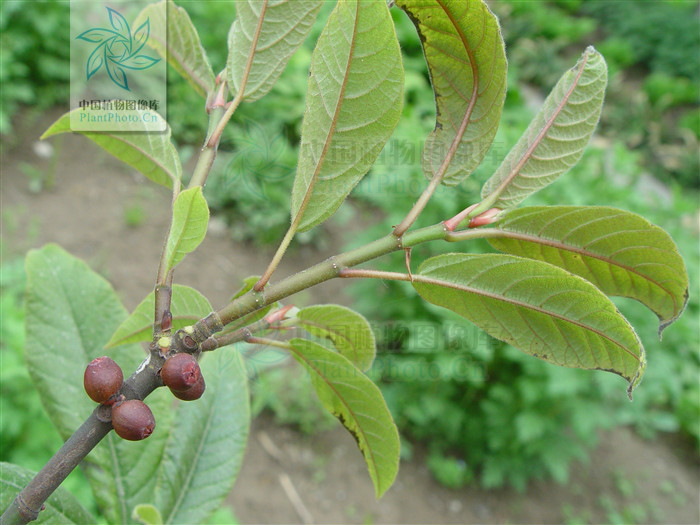  p> b>异叶榕 /b>(学名: i> b>ficus heteromorpha /b> /i>)为桑科榕