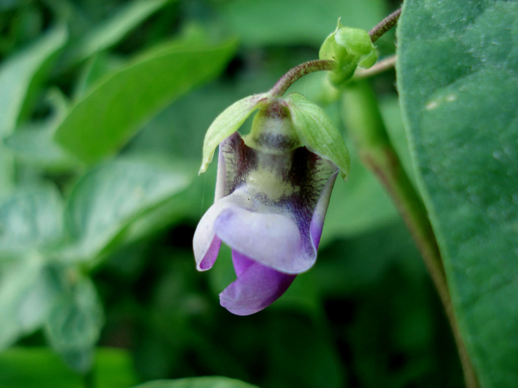  a href="#" data-lemmaid="8411108">菜豆属 /a>, a href="#" data