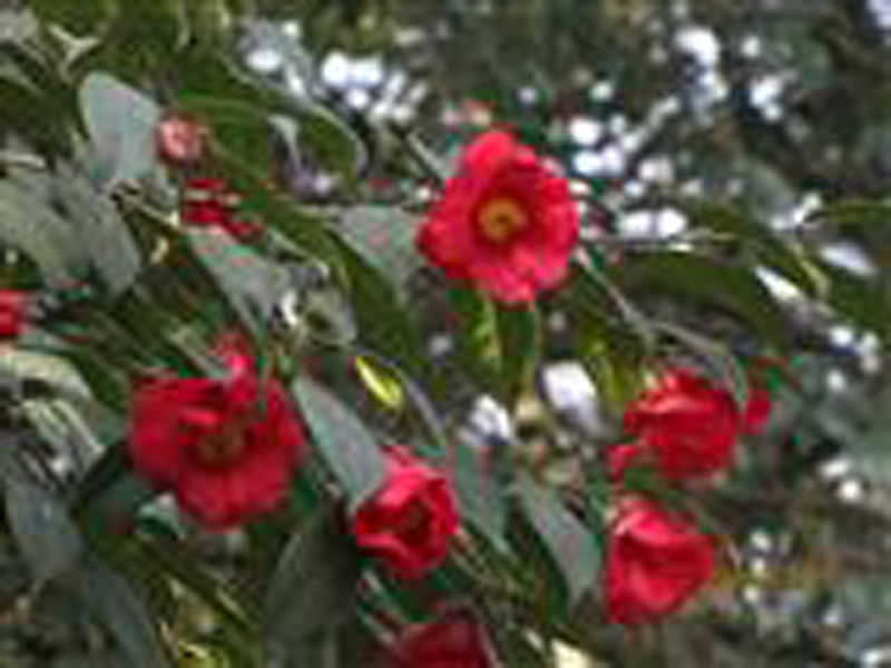 毛蕊红山茶(原变种)