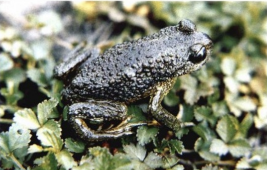  p>西藏齿突蟾(学名: i>scutiger boulengeri /i>)是角蟾科,齿突蟾属