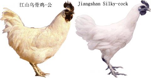 有白毛乌骨,黑毛乌骨,斑毛乌骨,骨肉全乌,肉白骨乌之分.