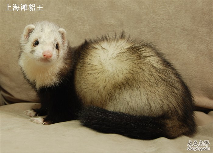 玛雪儿宠物貂