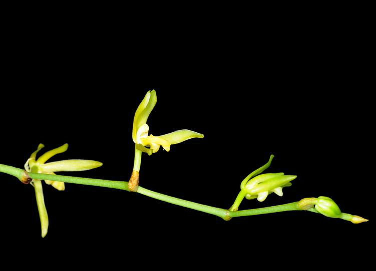  p>窄唇蜘蛛兰(学名: i>arachnis labrosa /i>  (lindl. et paxt.