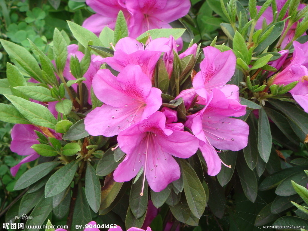 陇蜀杜鹃(原亚种)