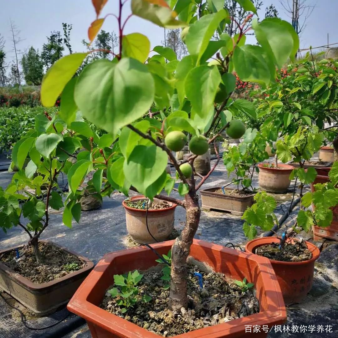 想让“盆栽果树”短期内，实现“挂果”，绕不过“3个”技巧_百科TA说