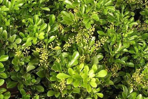 米兰病虫害防治