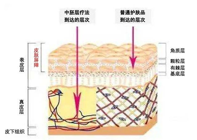 中胚层