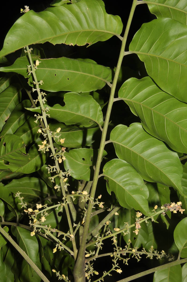  p>乔木或 a target="_blank" href="/item/小乔木/3083214" data