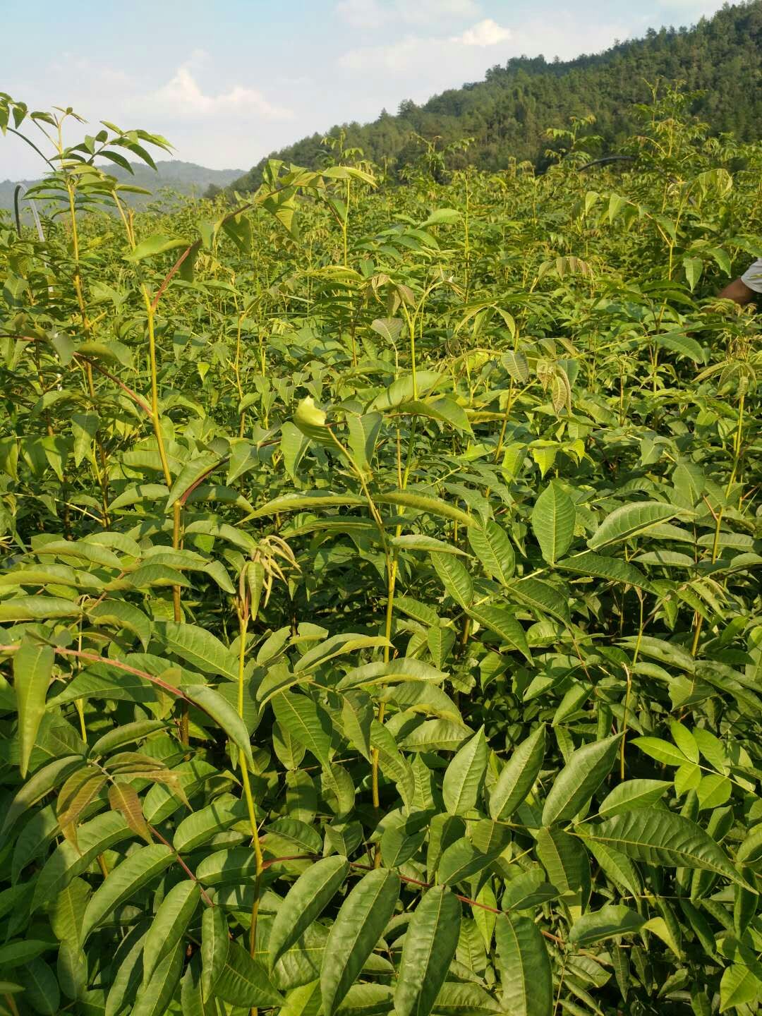 胡桃科青钱柳属的落叶乔木植物.