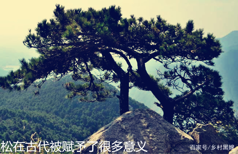 松树啥时候出现的？为什么墓前多栽松？一口气搞懂松树的前世今生_百科TA说