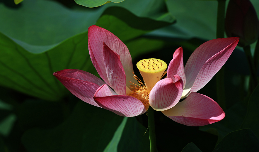 中国宝应荷藕节