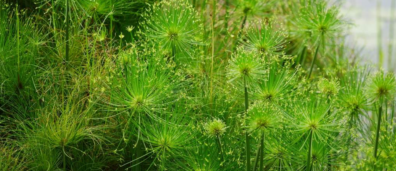 papyrus)是莎草科,莎草属的植物,具有粗壮的根状茎,高达2-3米,茎秆