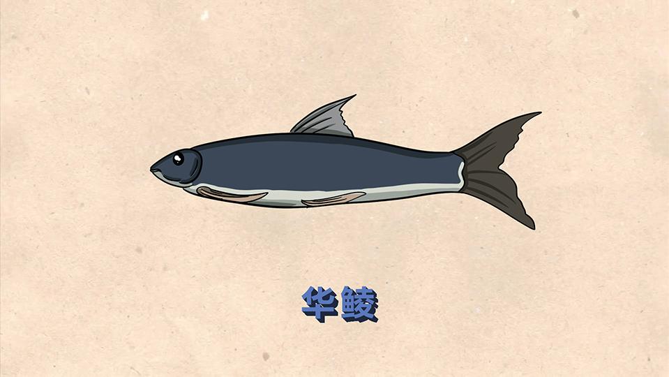 华鲮:鲤形目鲤科华鲮属鱼类