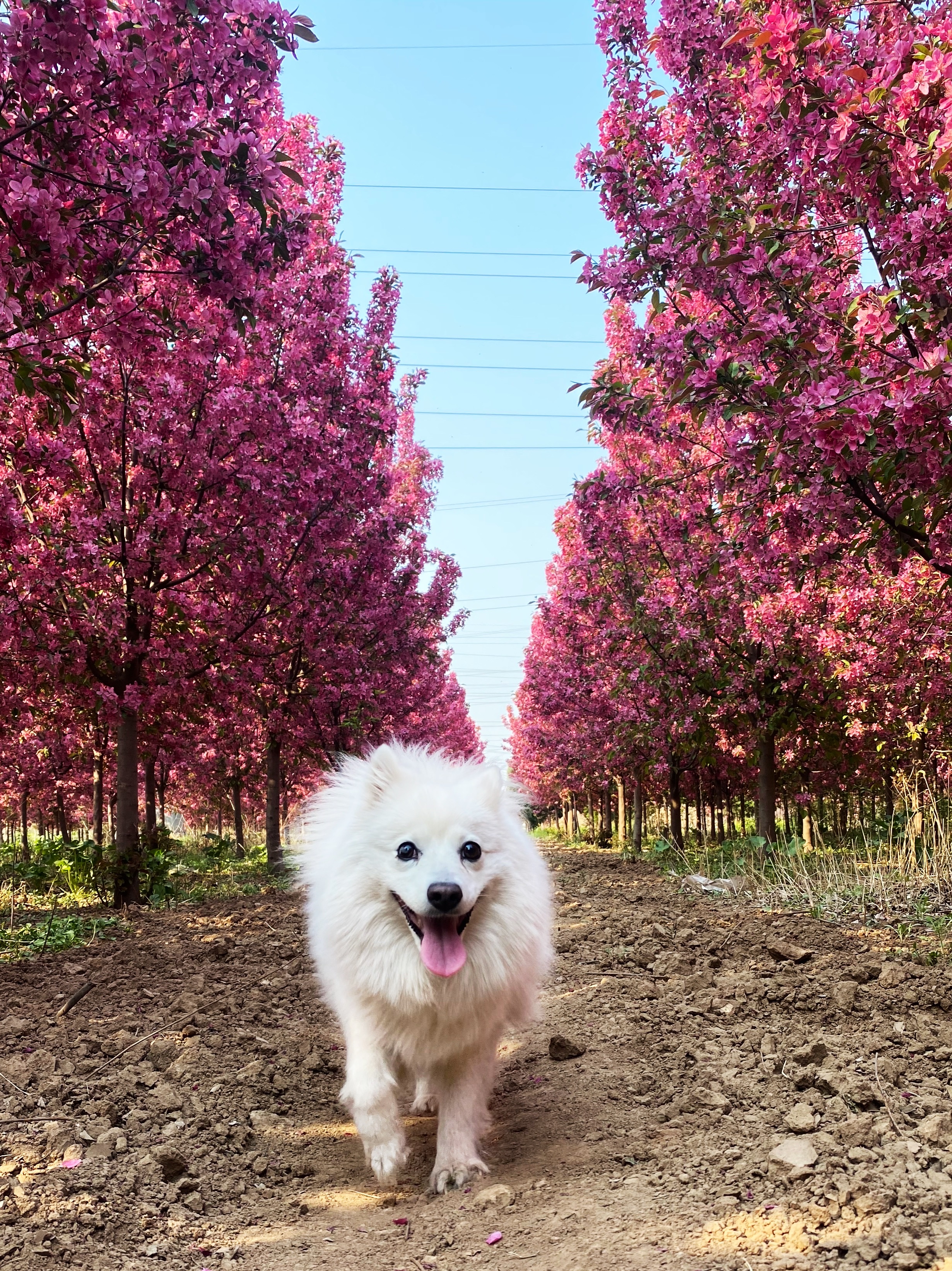 银狐犬,又名日本丝