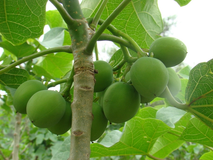  p data-id="adkbqsz">麻疯树老挝家系01号是一种大戟科,麻风树属植物