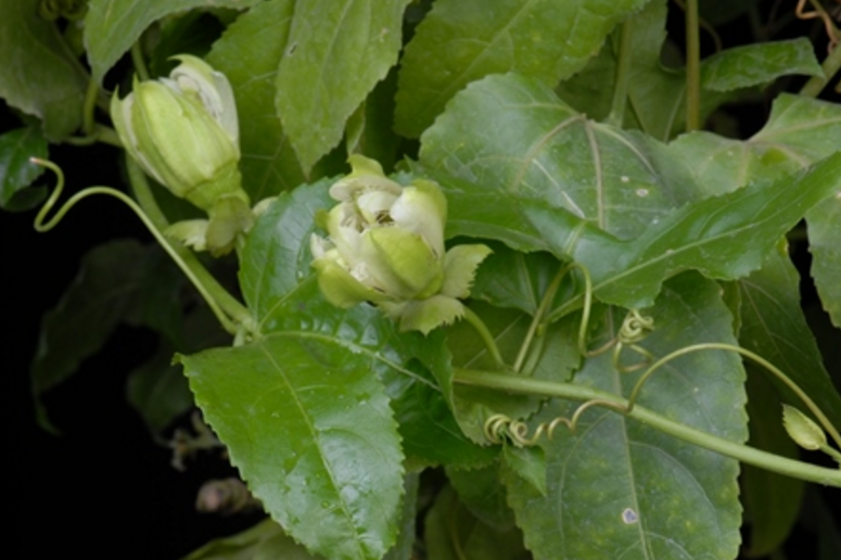 鸡蛋果 西番莲科西番莲属植物 百度百科