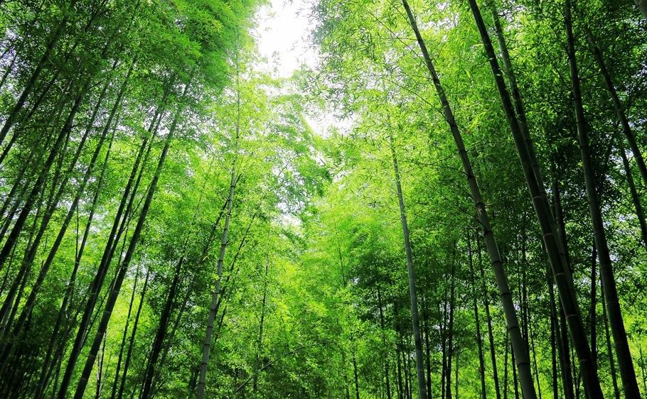 该竹林位于安徽天柱山东关寨以北,齐云道院以东,双河口以南,笔架山以