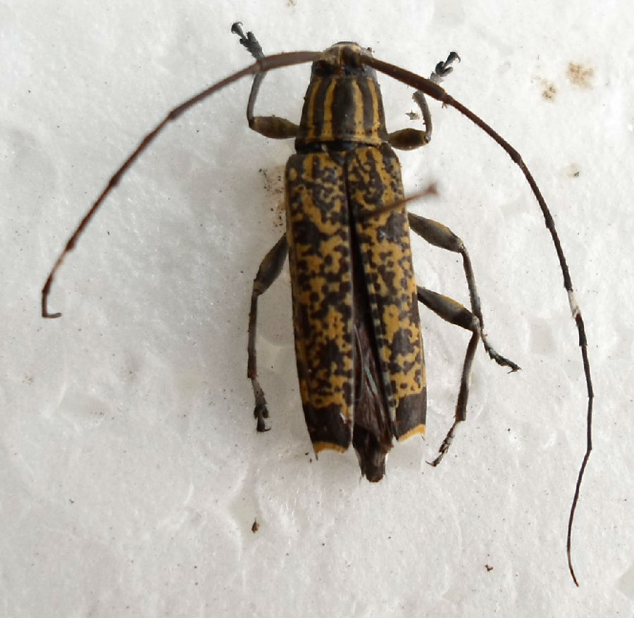 鲜红毛角花天牛