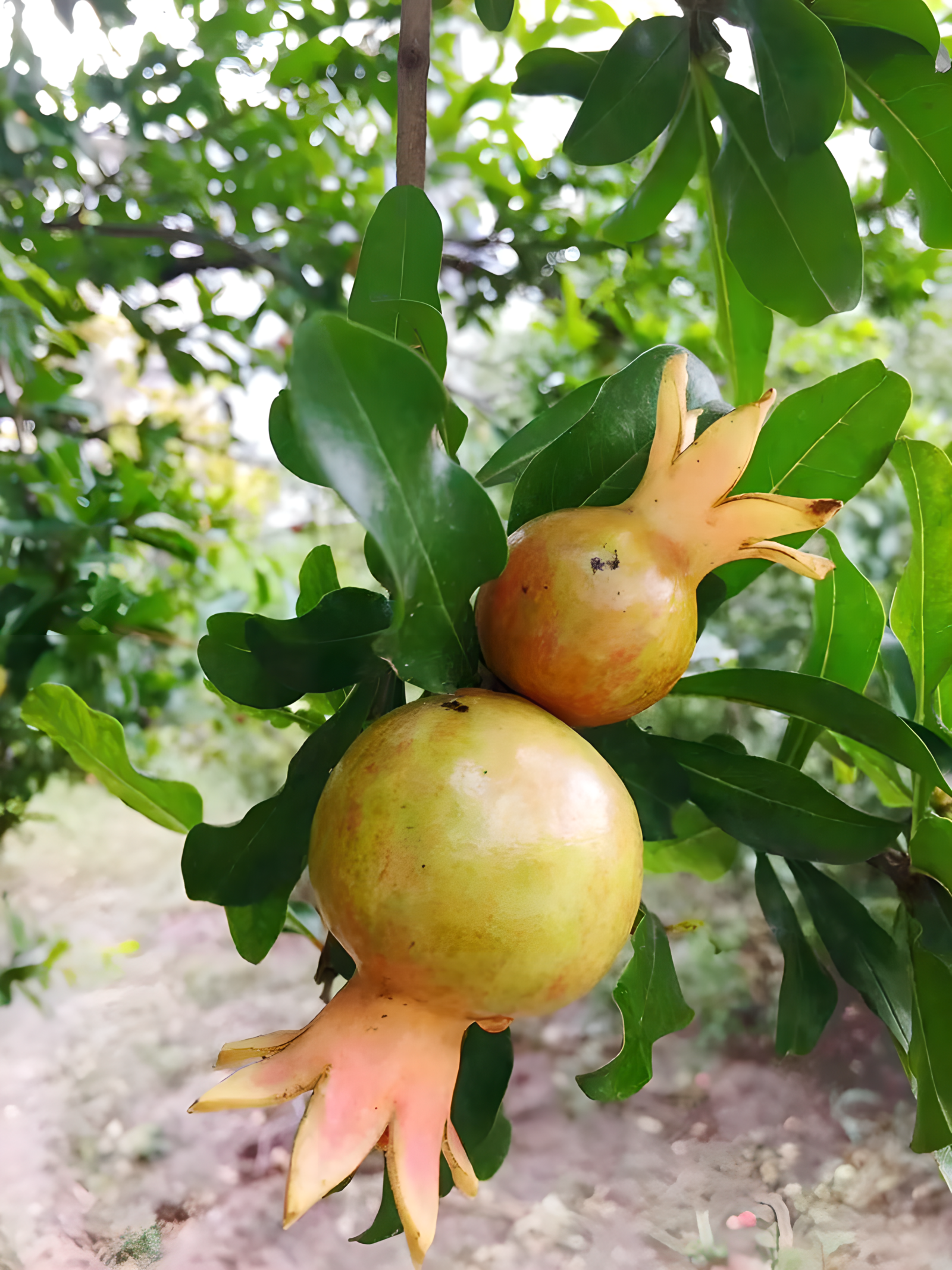 小石榴
