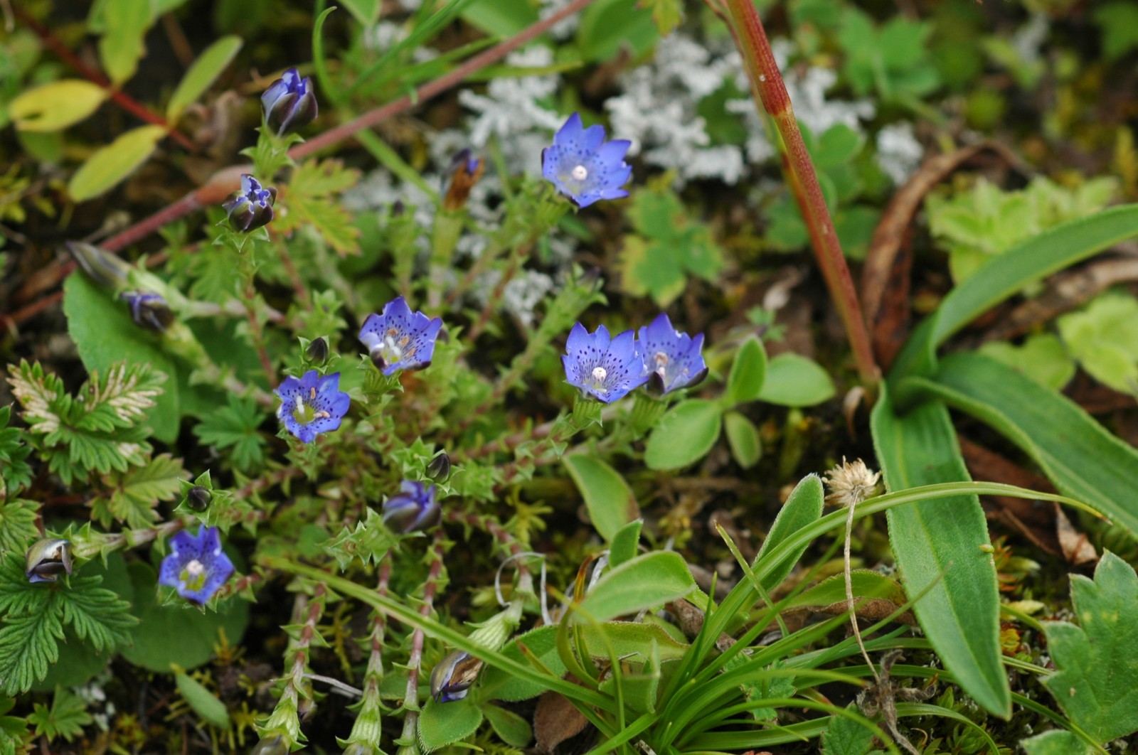 ho)龙胆科一年生 a target="_blank" href="/item/草本/541696" data