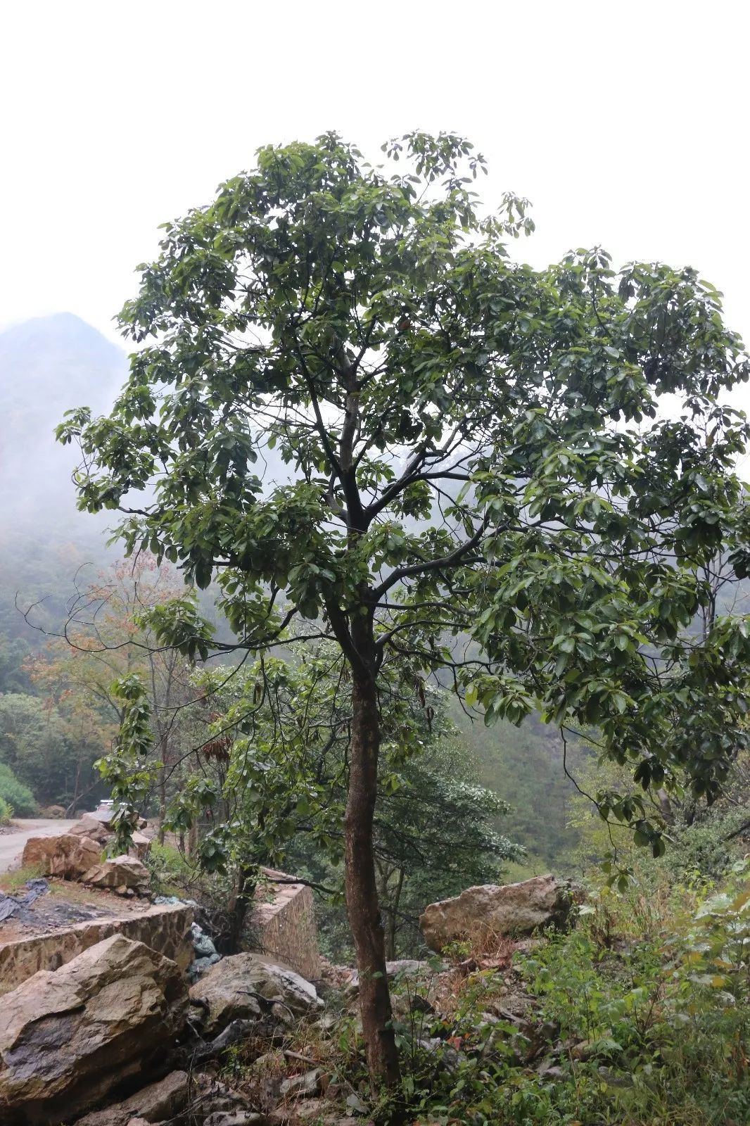 大叶楠,大叶紫楠,黄心楠,见风消,楠木,牛舌条,枇杷木,山枇杷,石环树
