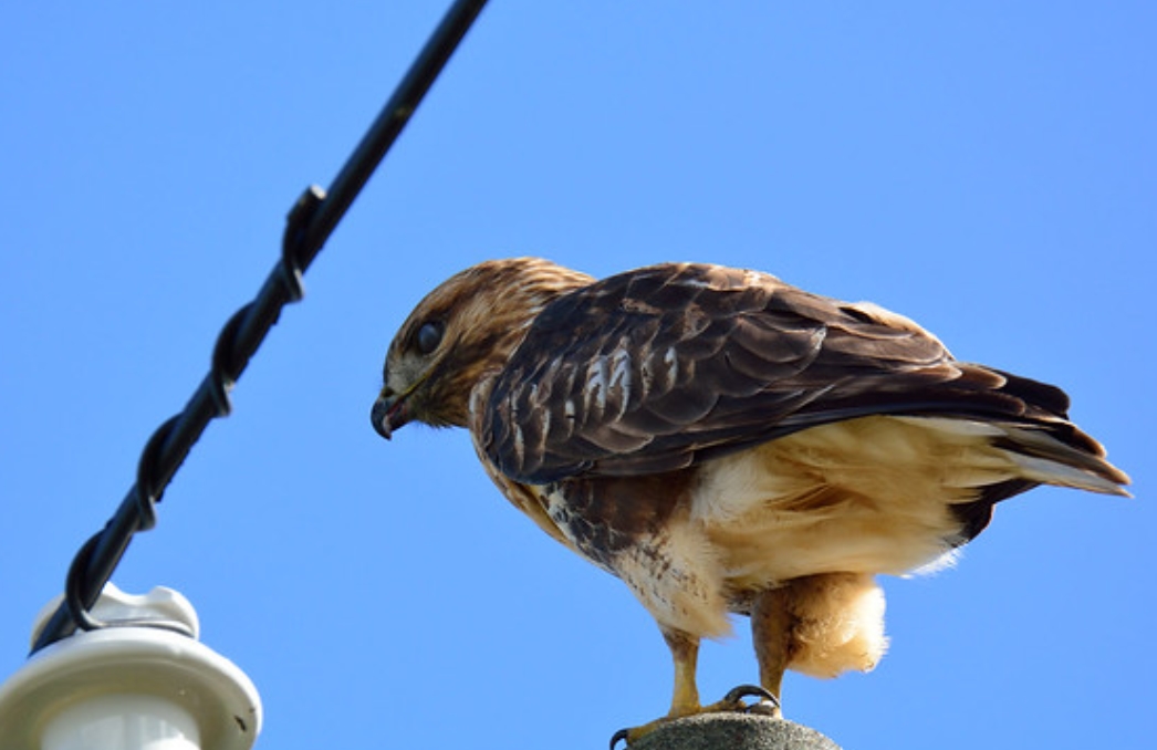  p>普通鵟(學名: i>buteo japonicus /i>):是鷹科,鵟屬鳥類,屬中型