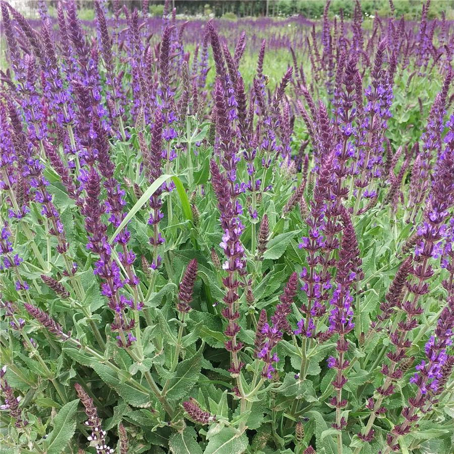 class="ref" data-ctrid="tzq0cpdyyfub">石见穿是唇形科植物紫参的全