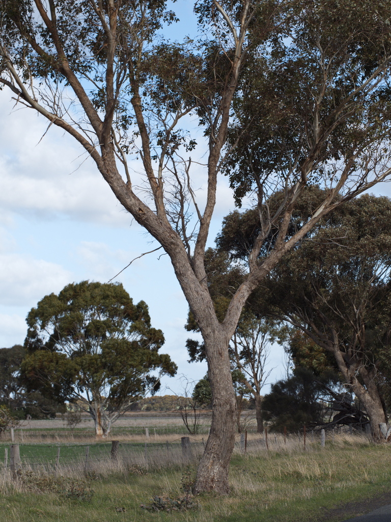 eucalyptus microcarpa
