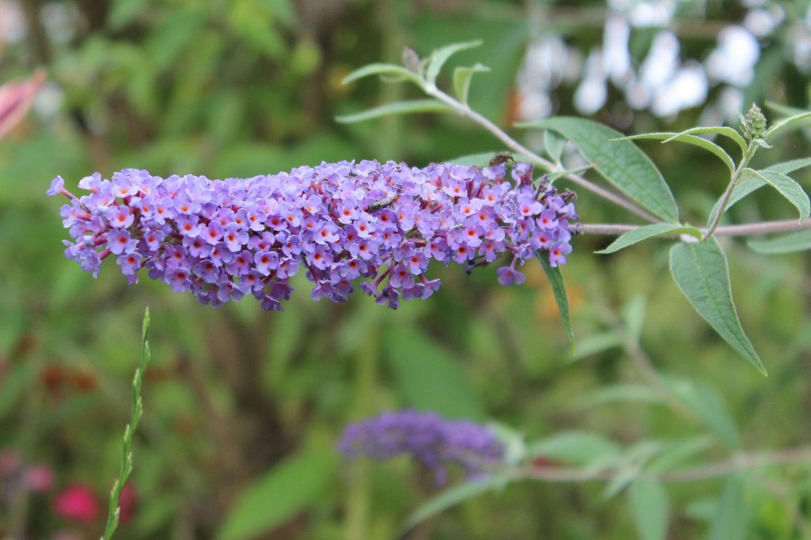  p>互对醉鱼草(学名:buddleja wardii)是 a href="#">玄参科 /a> a