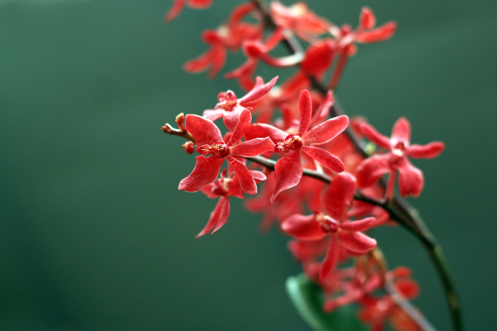  p>火焰兰属(学名: b>renanthera /b> lour.