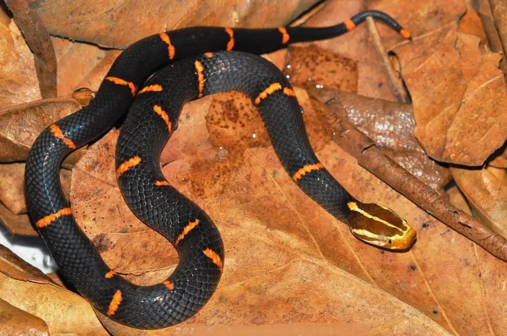  p>黑头缅蝰(azemiops feae)原名白头蝰,是蝰科缅蝰亚科缅蝰属的 a