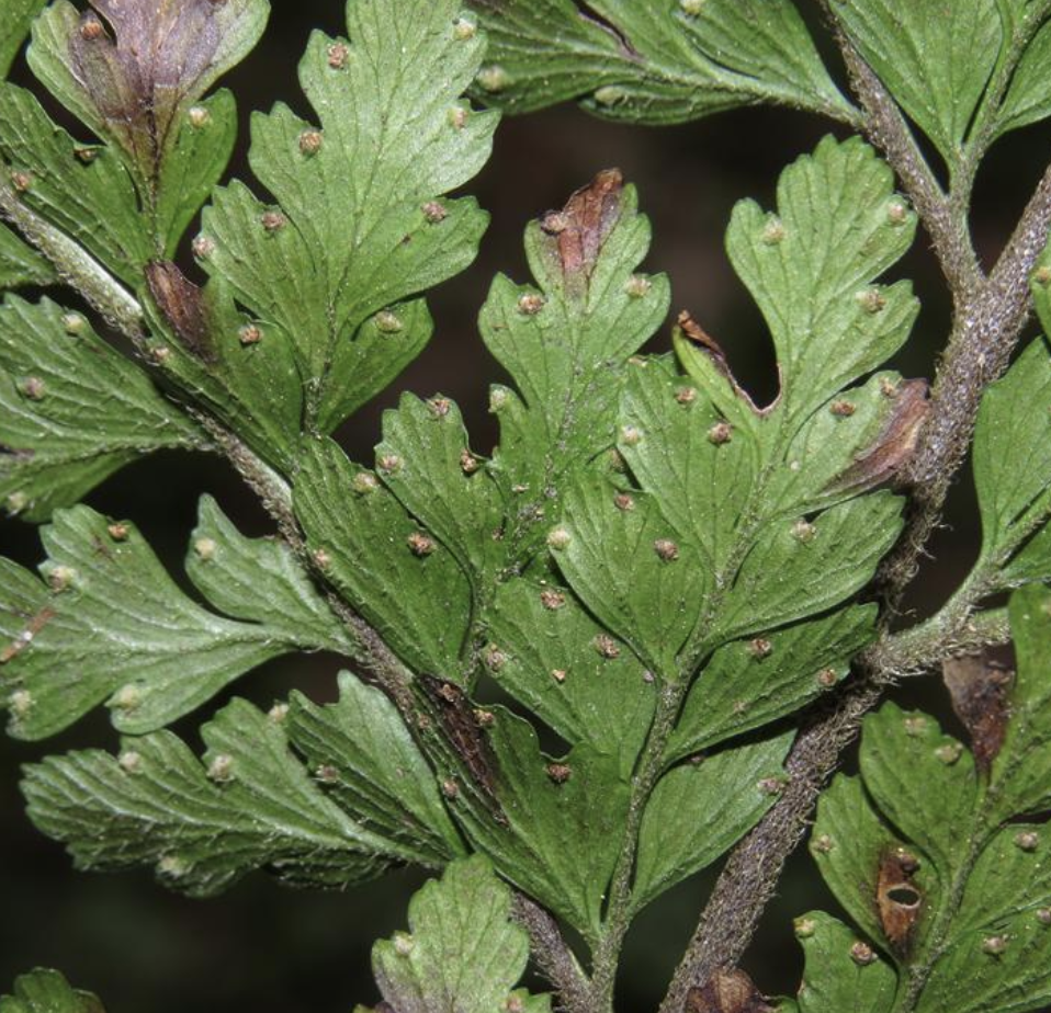  p>粗毛鳞盖蕨(学名: i>microlepia strigosa /i>  (thunb.) c.