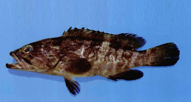  p>云纹石斑鱼(学名: i>epinephelus moara /i>)是鮨科,石斑鱼属鱼类.
