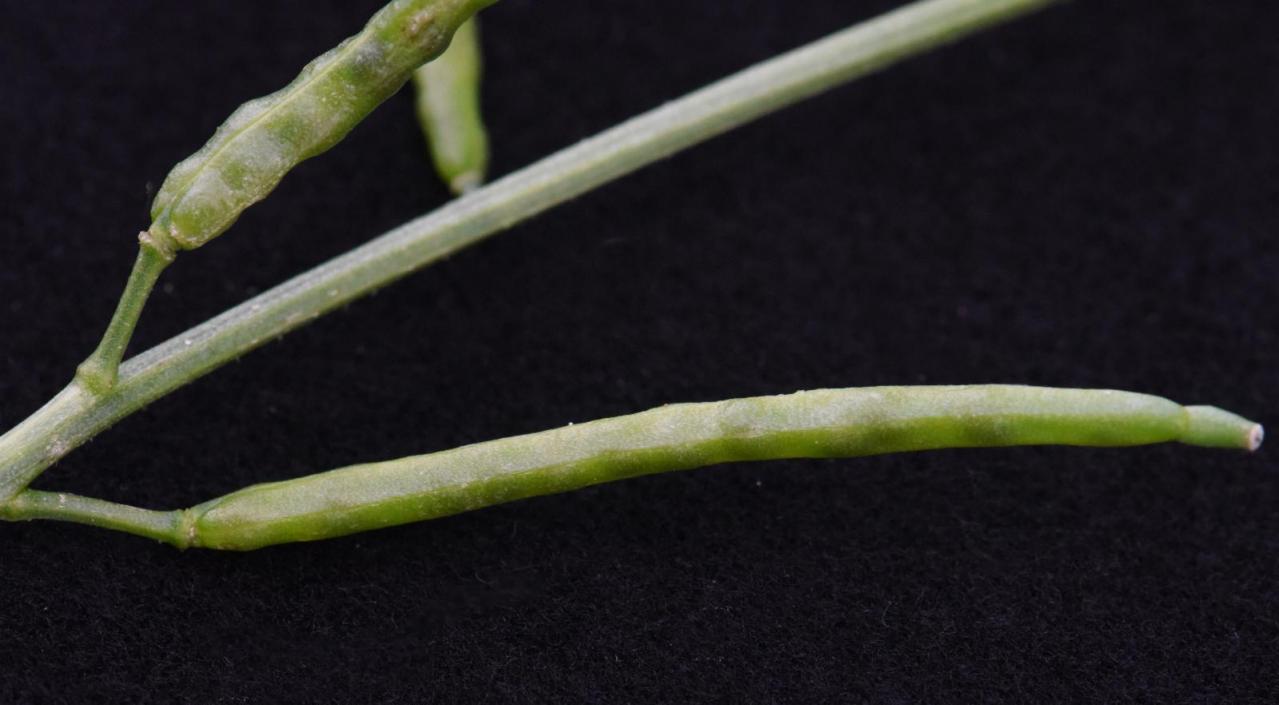 十字花科_百度百科