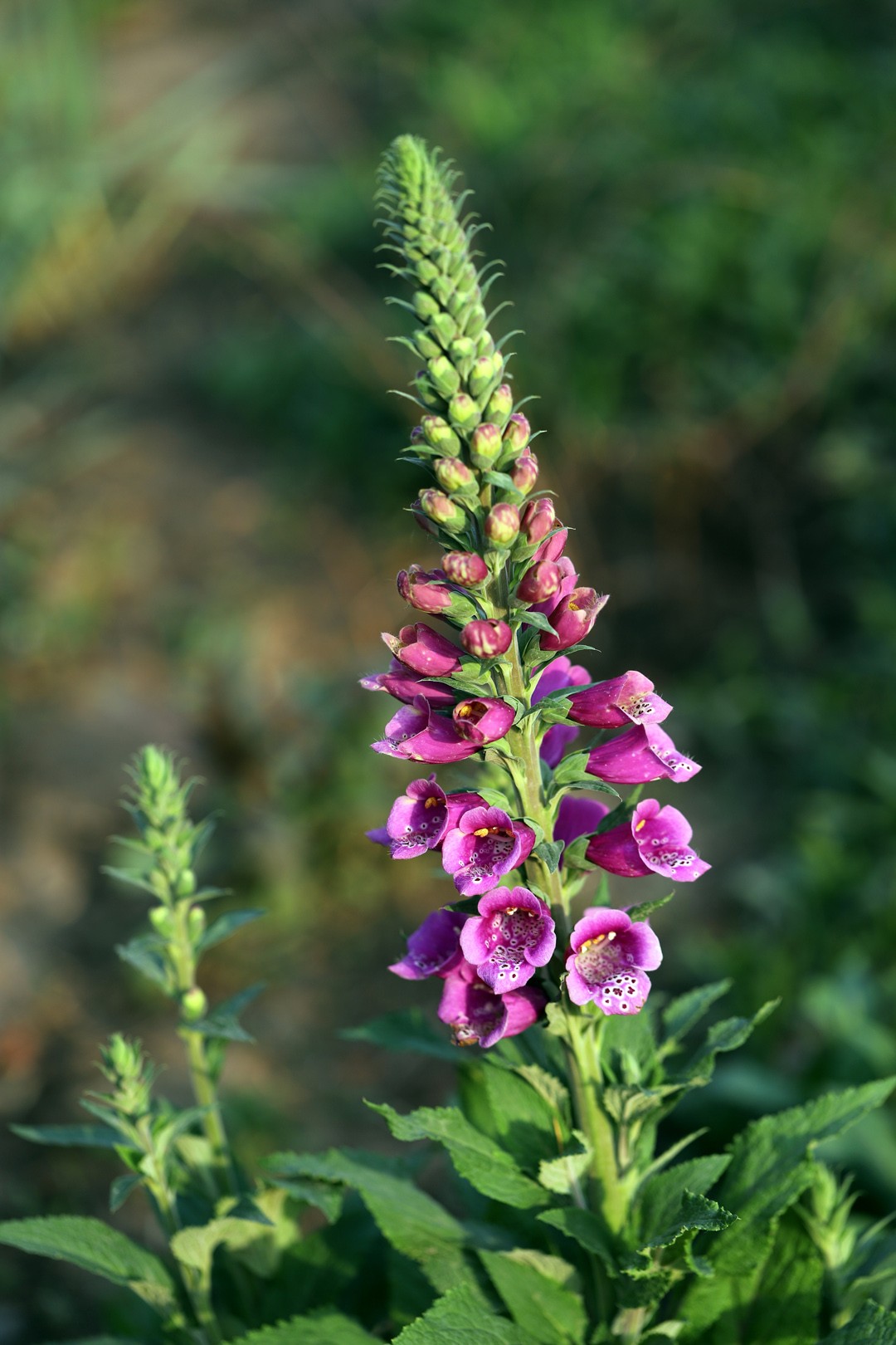 p>毛地黄(学名: i>digitalis purpurea  /i>l)是玄参科 a target="