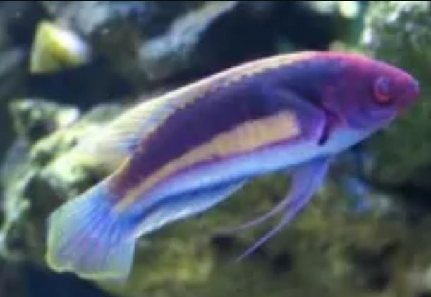 五彩鹦鹉鱼