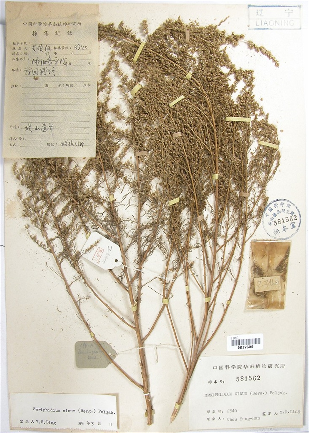  p>蛔蒿(学名: i>seriphidium cinum /i> (berg. ex poljak.