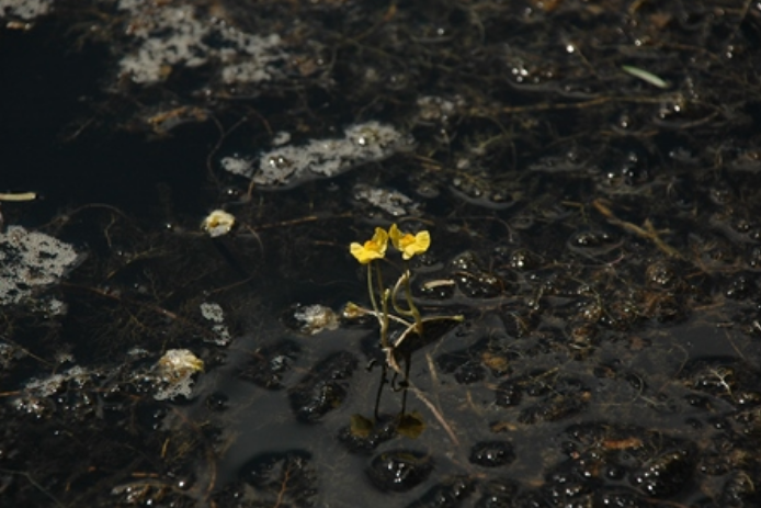  p>南方狸藻(学名: i>utricularia australis /i>)是狸藻科,狸藻属水