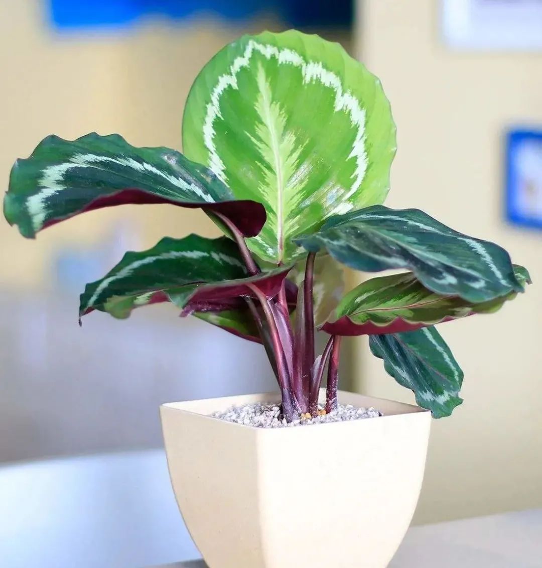 竹芋植物种类繁多 名字也各式各样 来认识一下吧 百科ta说