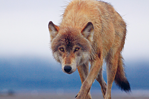  p>基奈半岛狼(学名: i>canis lupus alces /i>)曾是所有 a data