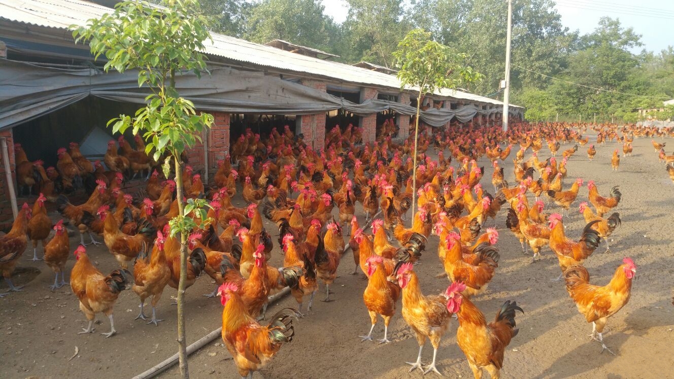 固始鸡 全网资源