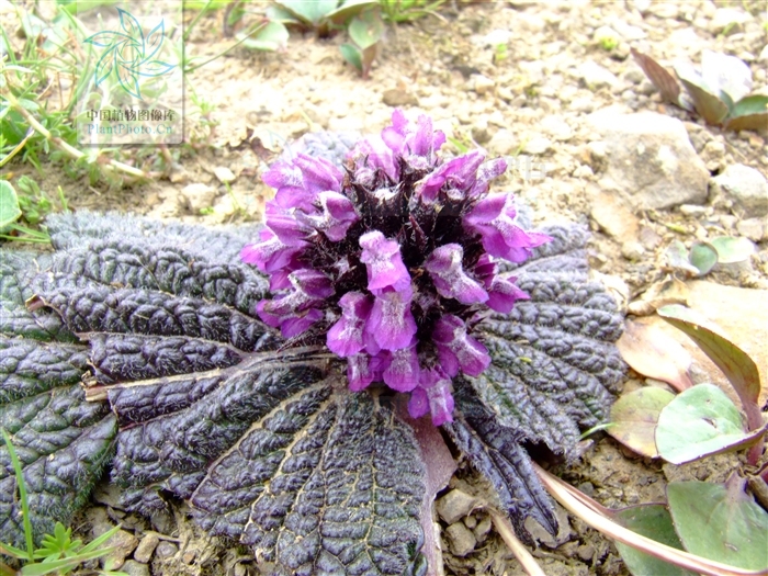  p>独一味属(学名:lamiophlomis kudo)是 a target="_blank" href="