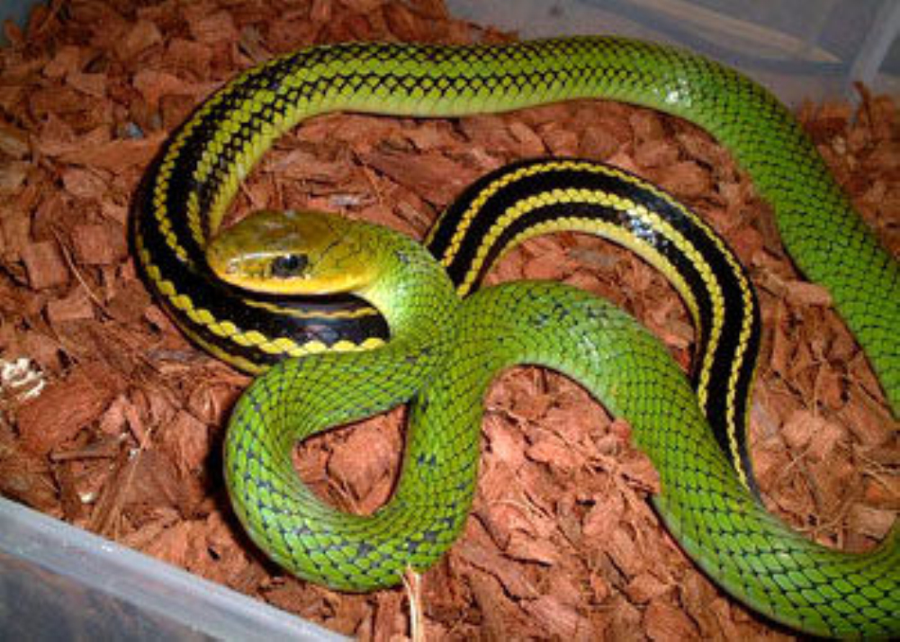  p>黑线乌梢蛇, a href="#">游蛇科 /a> a href="#">乌梢蛇属 /a>物种