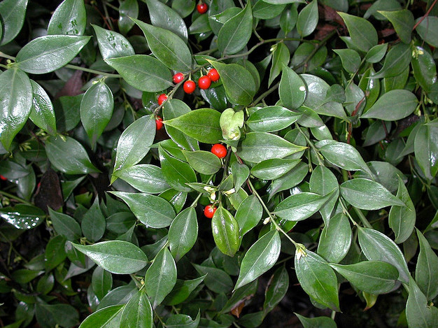  p>野扇花(学名:)是 a>黄杨科, /a> a>野扇花属 /a> a href="#" data