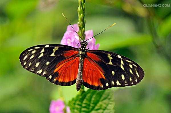  p>红带袖蝶 i>(学名:heliconius melpomene) /i>,又名红色邮差蝴蝶